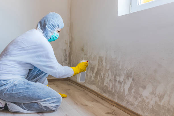 Licensed Black Mold Remediation service in Franklin, GA - 24 Hour Mold Removal