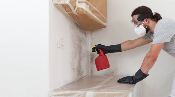 Professional Black Mold Remediation technician working in Franklin, GA