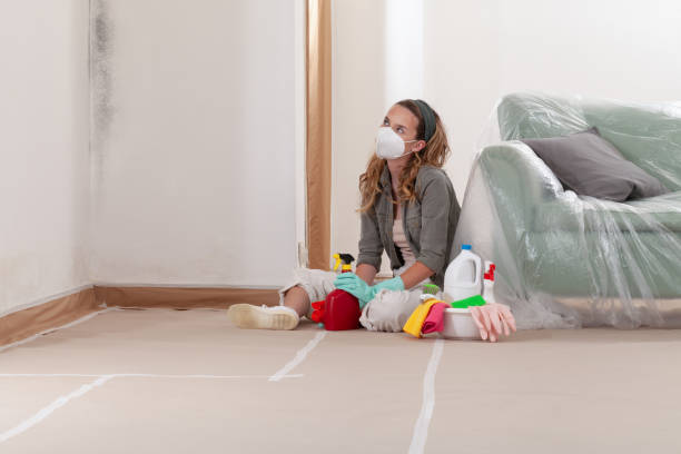 Reliable Black Mold Remediation contractor in Franklin, GA by 24 Hour Mold Removal