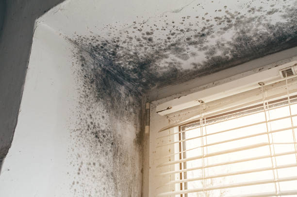 Affordable Black Mold Remediation solutions in Franklin, GA
